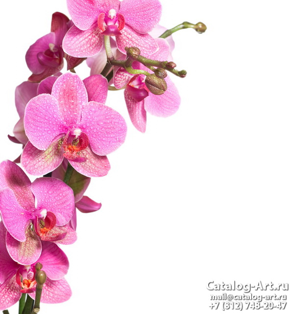 Pink orchids 74